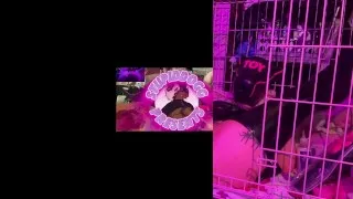 FTM TRANSMAN LATEX RUBBER DRONE TRAINS HIS PUMPED PUSSY WITH SEX MACHINE